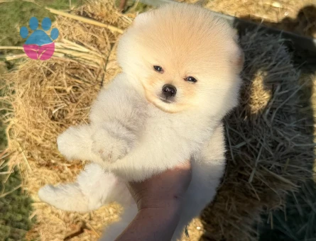 Yavru Pomeranian Boolarımız - 5865