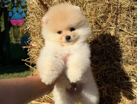 Yavru Pomeranian Boolarımız