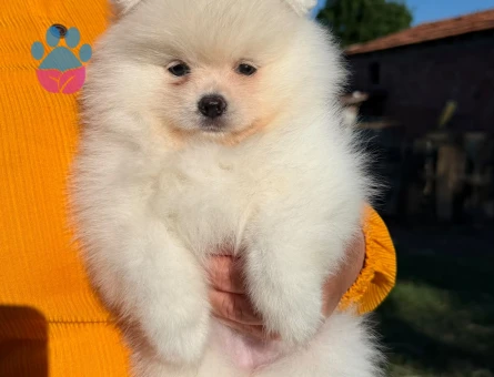 Yavru Pomeranian Boolarımız