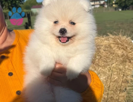 Yavru Pomeranian Boolarımız - 5866