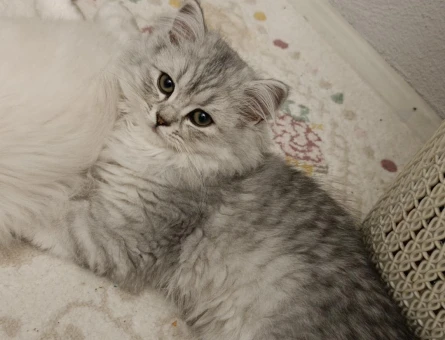 British Shorthair ve Longhair Kedilerimiz - 5868