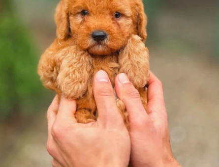 Toy poodle - 5875