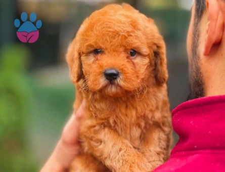 Toy poodle Teacup Yavrularımız