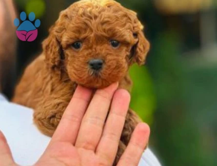 Toy Poodle Oyuncu Yavrularımız