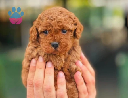 Toy Poodle Oyuncu Yavrularımız - 5876