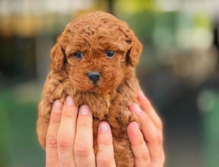 Toy Poodle - 5876