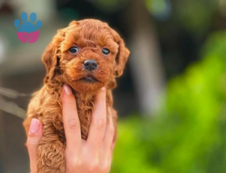 Toy Poodle Oyuncu Yavrularımız