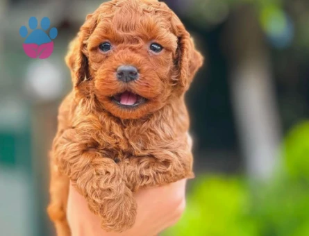 Toy Poodle Oyuncu Yavrularımız