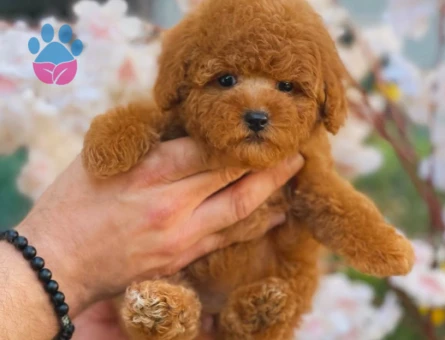 Kore Toy Poodle Oyuncu Yavrularımız - 5877