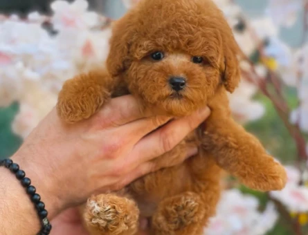 Toy Poodle - 5877