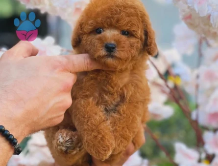 Kore Toy Poodle Oyuncu Yavrularımız