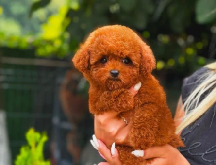 Toy Poodle - 5881