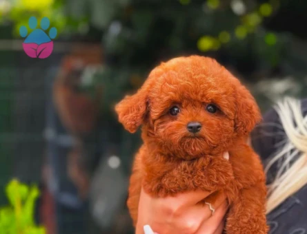 Kore Toy Poodle Safkan Yavrularımız