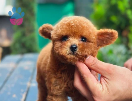 Teddy Bear Kore Toy Poodle Yavrularımız - 5882