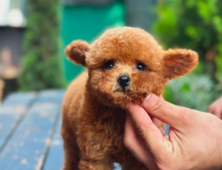 Toy Poodle - 5882