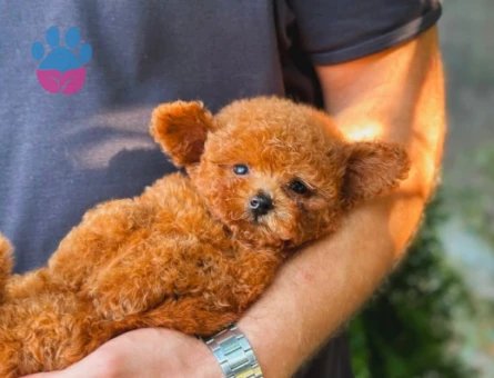 Teddy Bear Kore Toy Poodle Yavrularımız