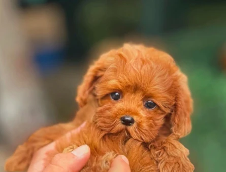 Toy Poodle - 5884