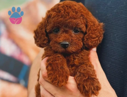 Toy poodle Safkan Yavrularımız - 5885