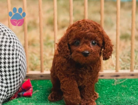 Toy poodle Safkan Yavrularımız