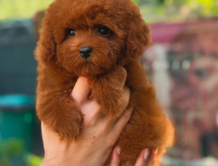 Toy Poodle - 5887