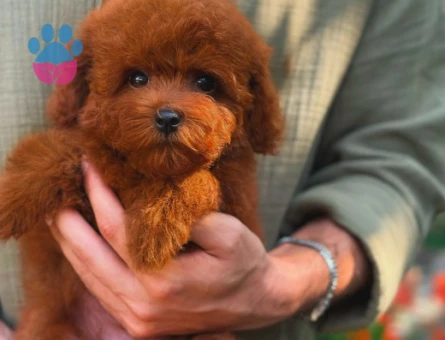 Toy Poodle Kore Yavrularımız
