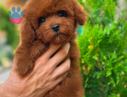 Toy Poodle Kore Yavrularımız