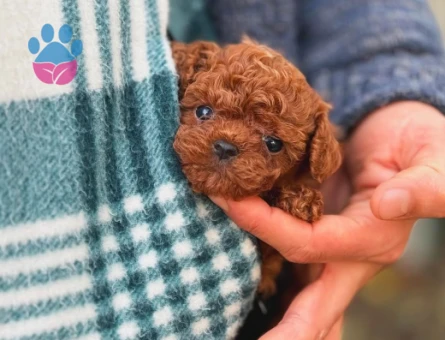 Teacup Güzeller Güzeli Toy Poodle Yavrumuz
