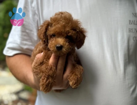 Safkan Irkımız Apricat Toy Poodle Yavrumuz - 5891