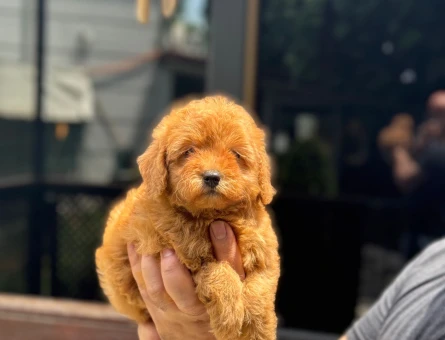 Toy Poodle - 5893