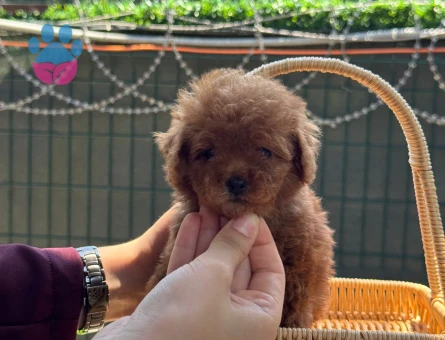 Toy Poodle & Teacup Poodle - 5894