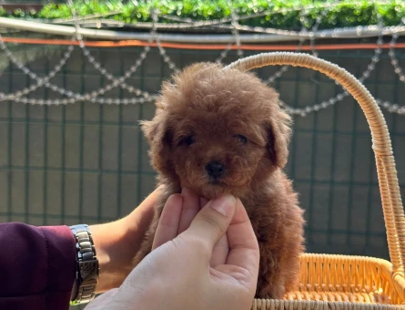 Toy Poodle & Teacup Poodle - 5894