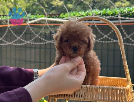 Toy Poodle & Teacup Poodle
