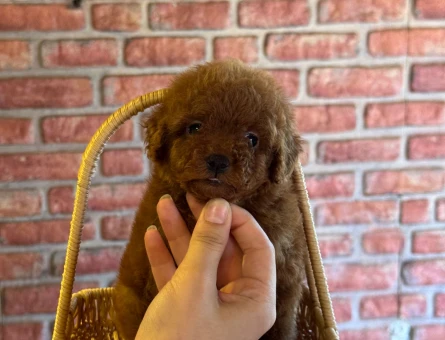Toy Poodle - 5895