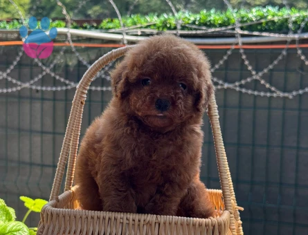 Teacup Toy Poodle Muhteşem Kalite Yavrular