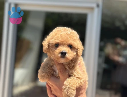 Kore Surat Toy Poodle Dişi ve Erkek Yavrular - 5896