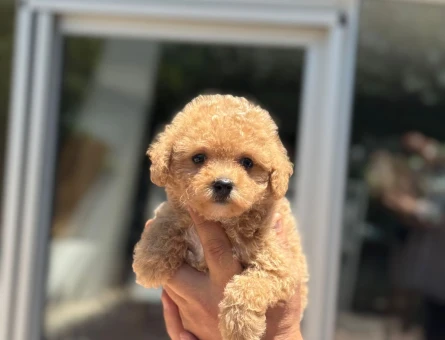 Toy Poodle - 5896
