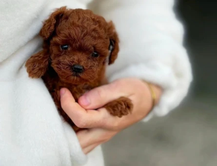 Toy Poodle - 5897