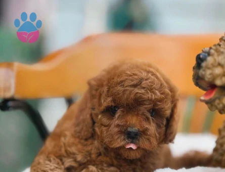 Show Kore Toy Poodle Bebekler - 5898