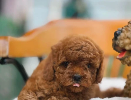 Toy Poodle - 5898