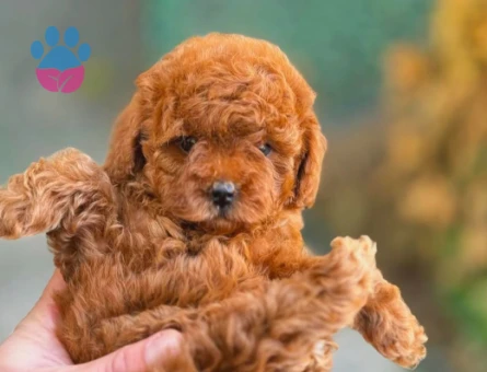 Show Kore Toy Poodle Bebekler