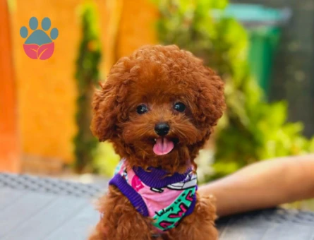 Safkan Bebeklerimiz Toy Poodle Yavrular - 5899