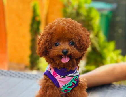 Toy Poodle - 5899