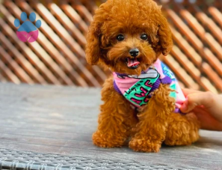 Safkan Bebeklerimiz Toy Poodle Yavrular