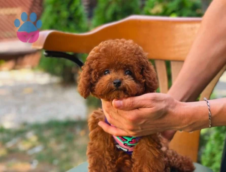 Safkan Bebeklerimiz Toy Poodle Yavrular