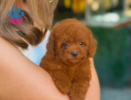 Teacup Toy Poodle Bebeklerimiz - 5900