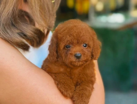 Toy Poodle - 5900