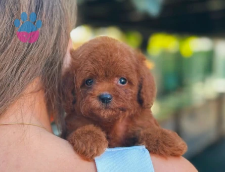 Teacup Toy Poodle Bebeklerimiz
