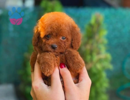 Teacup Toy Poodle Bebeklerimiz