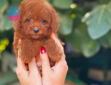 Teacup Toy Poodle Bebeklerimiz