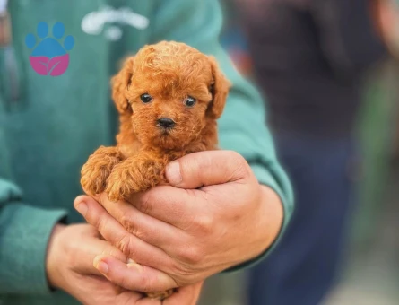 Show Kalite Kore Toy Poodle - 5901
